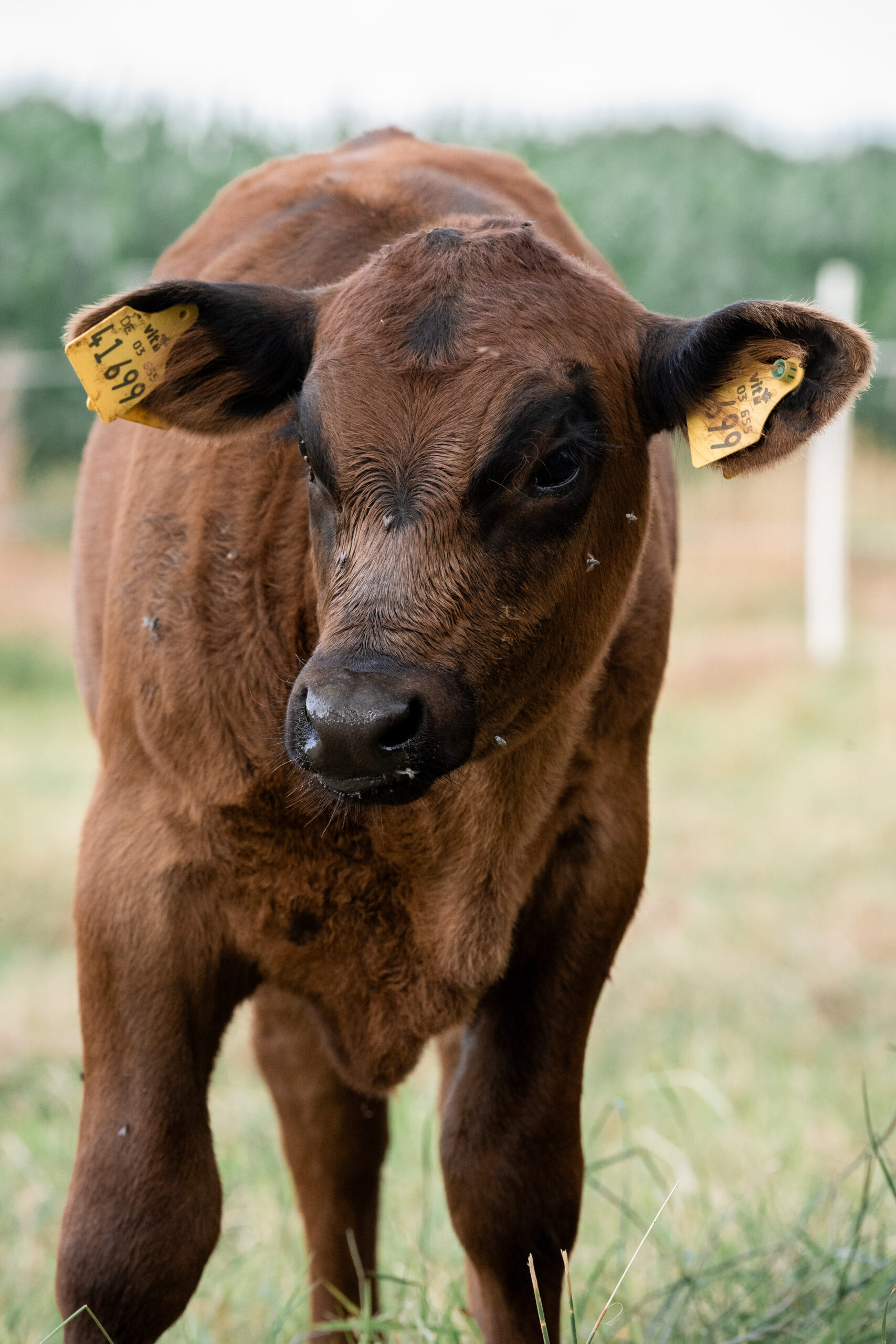 Kind mit Kochmütze rollt Teig mit Nudelholz, natürliche Kinderfotografie in der Küche