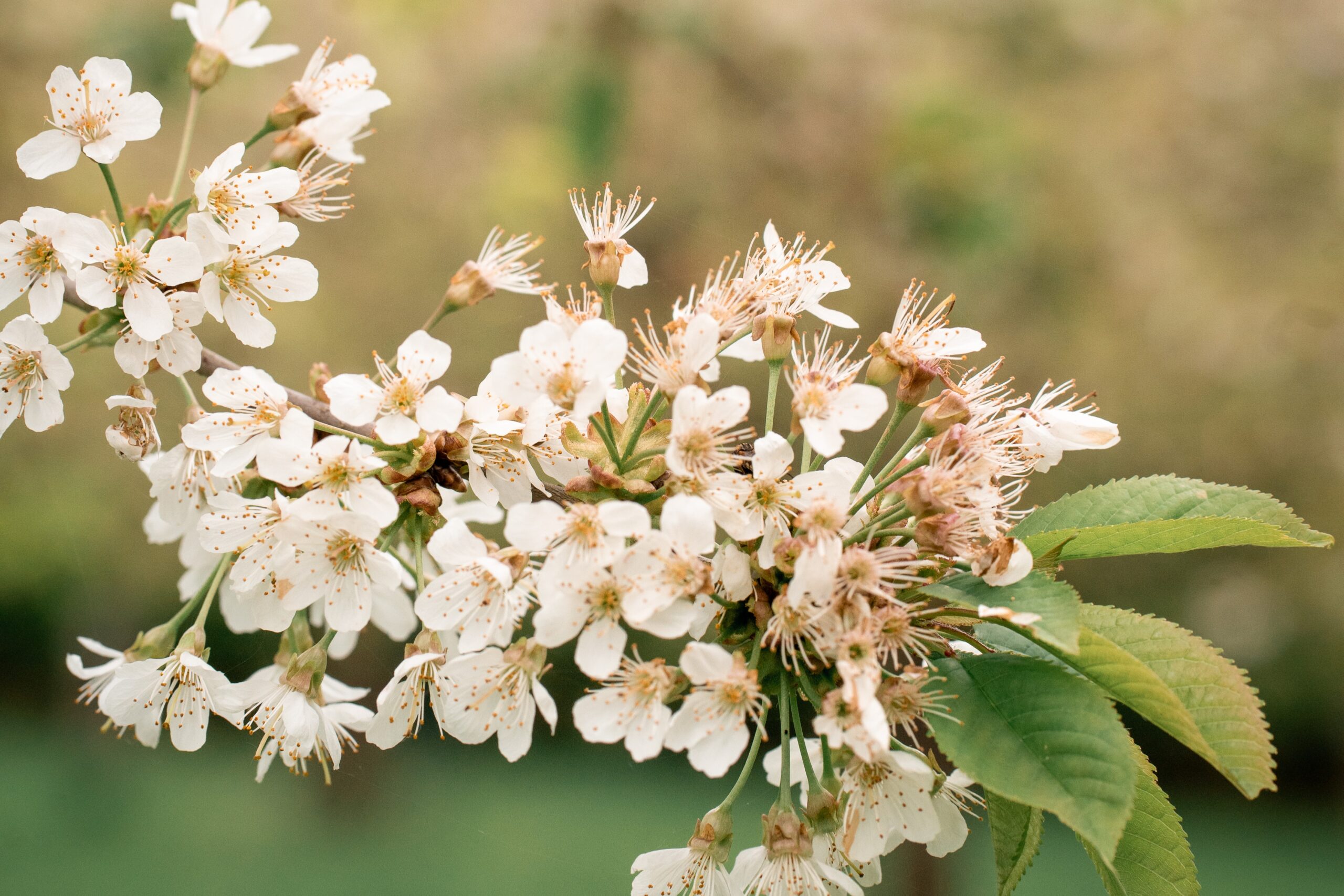 Detailaufnahme von blühenden Blüten an einem Baum, frühlingshafte Mini-Momente in Melle